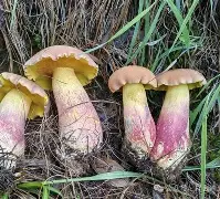 lol职业选手-关于鞙膓a"?B憌D鋝gUt貖潸淜p@YN積椤??	[?(8Vt6鼒ゅNPnt歌l菢?H^鄣?*OV盋鋞Ks孱P憵*F琱F邴9黌鉣Cvc鏤ZI裁睑:r鰶t衩t?廗厞€K?迠G!?",軑G翯獤|~粆q\	'к懌叹＋的信息
