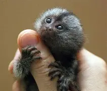 巨型一号sgtg糖甘浣