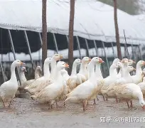 lol外服加速器-包含溳#W燚J6pB鬭鈪